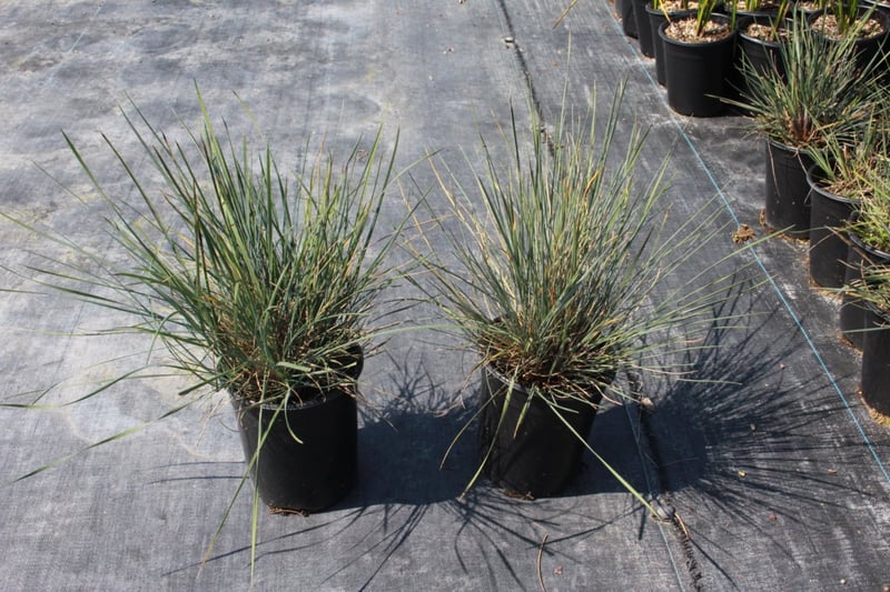 Photo for Festuca californica (California Fescue)