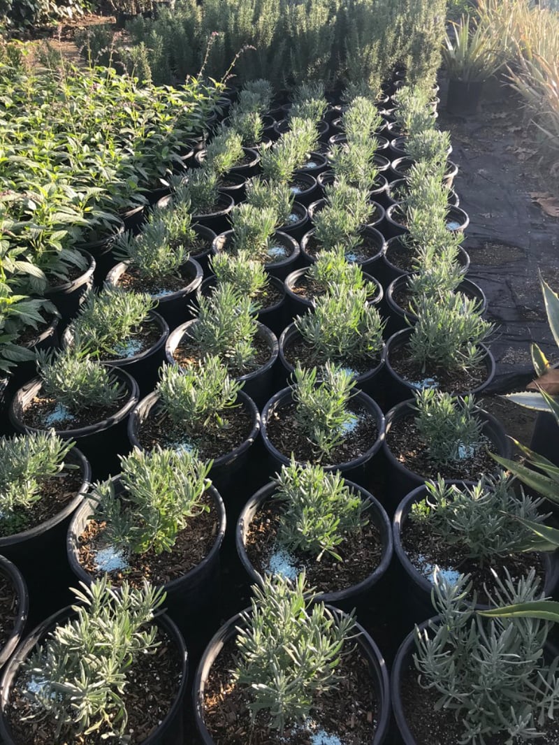 Photo for Lavandula x intermedia 'Provence' (Provence French Lavender)