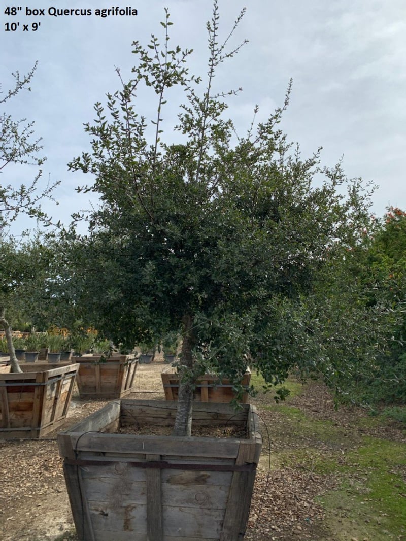 Photo for Quercus agrifolia (Low Branching) (Coast Live Oak)
