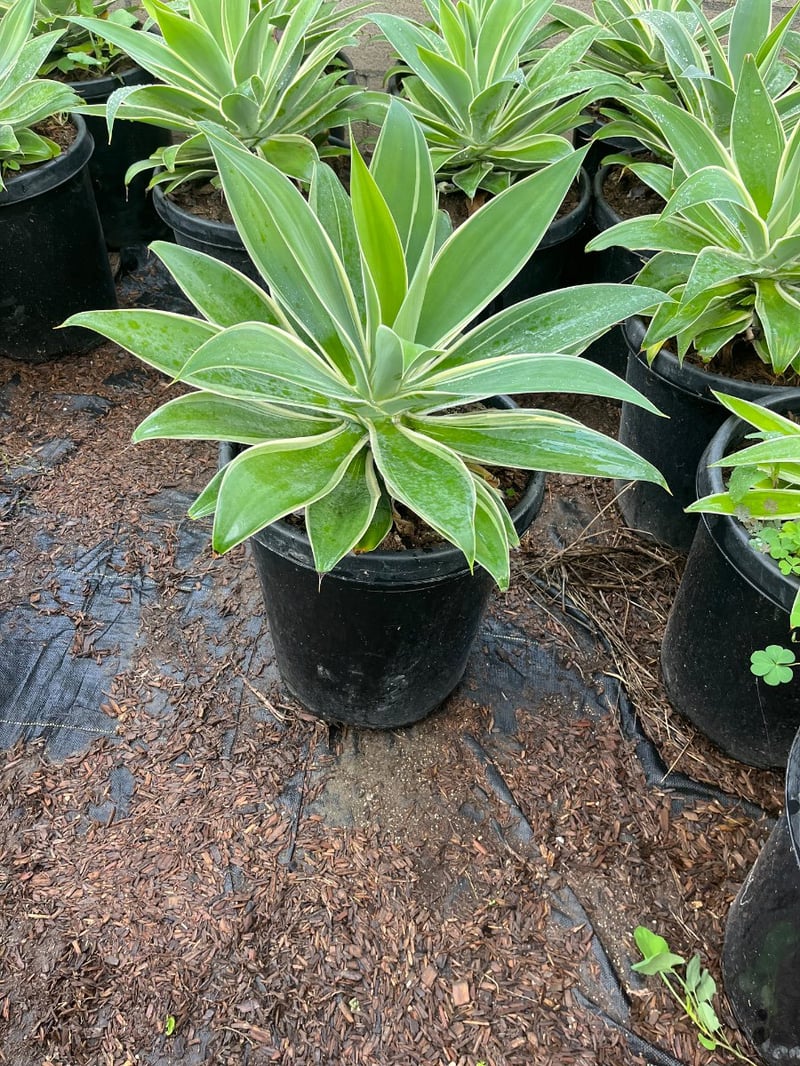 Photo for Agave attenuata 'Variegata' (Variegated Fox Tail Agave)