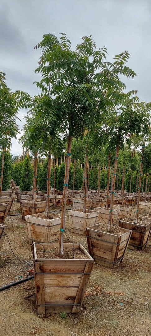 Photo for Pistacia chinensis (Standard) (Chinese Pistache)