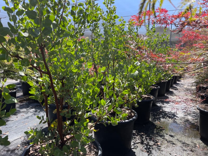 Photo for Arctostaphylos manzanita 'Dr. Hurd' (Dr. Hurd Manzanita)