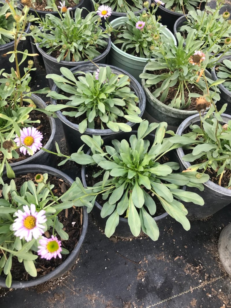 Photo for Erigeron glaucus (Seaside Daisy)
