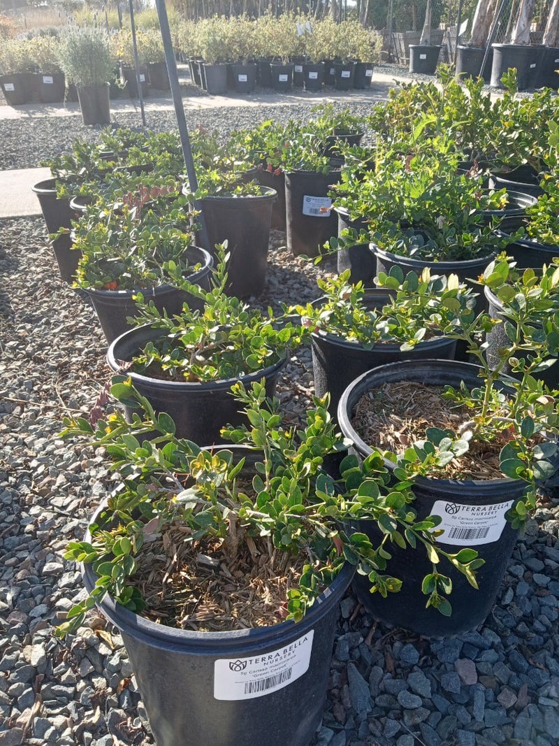 Photo for Carissa macrocarpa ‘Green Carpet’ (Green Carpet Natal Plum)