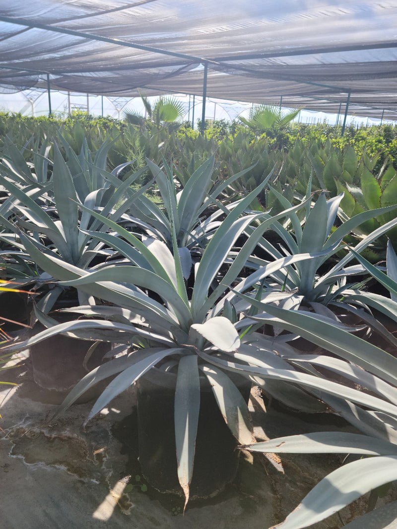 Photo for Agave weberi (Weber Agave)