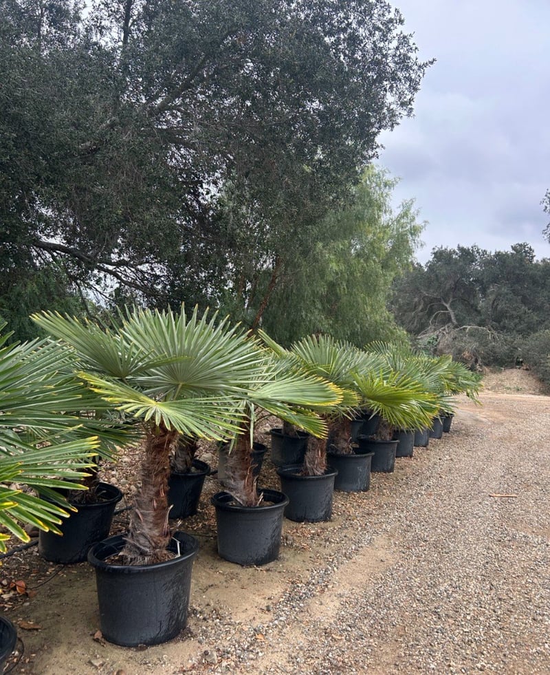 Photo for Trachycarpus fortunei (Windmill Palm)