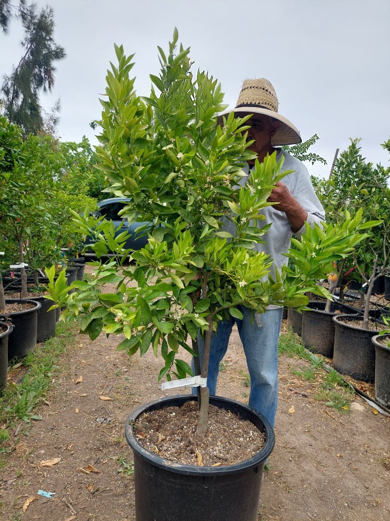 Photo for Citrus reticulata 'Gold Nugget' (Golden Nugget Mandarin)