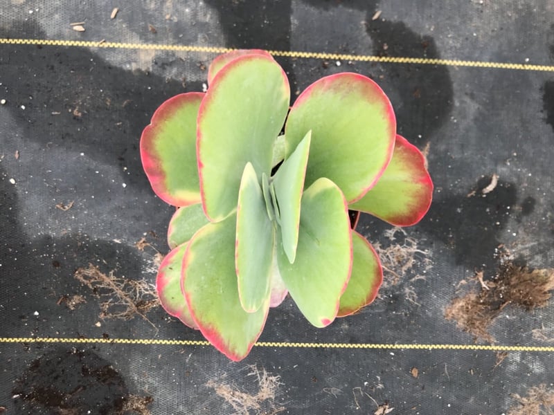 Photo for Kalanchoe 'Fantastic' (Variegated Paddle Plant )