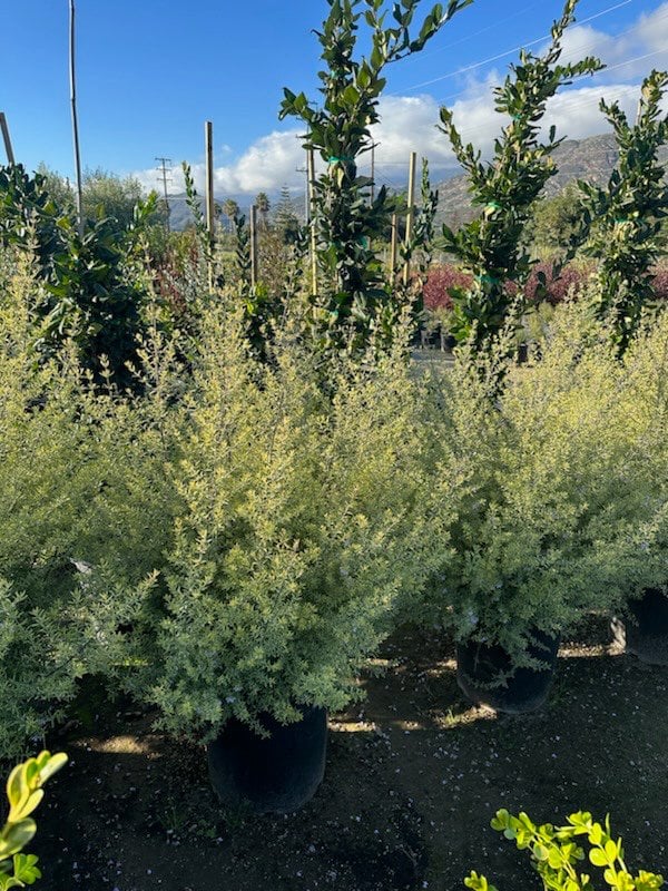 Photo for Westringia 'Wynyabbie Highlight' (Variegated Australian Rosemary)