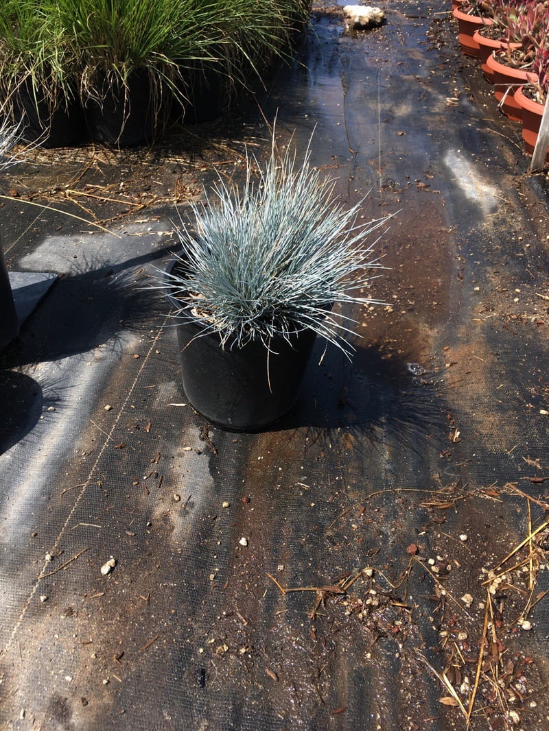Photo for Festuca californica (California Fescue)