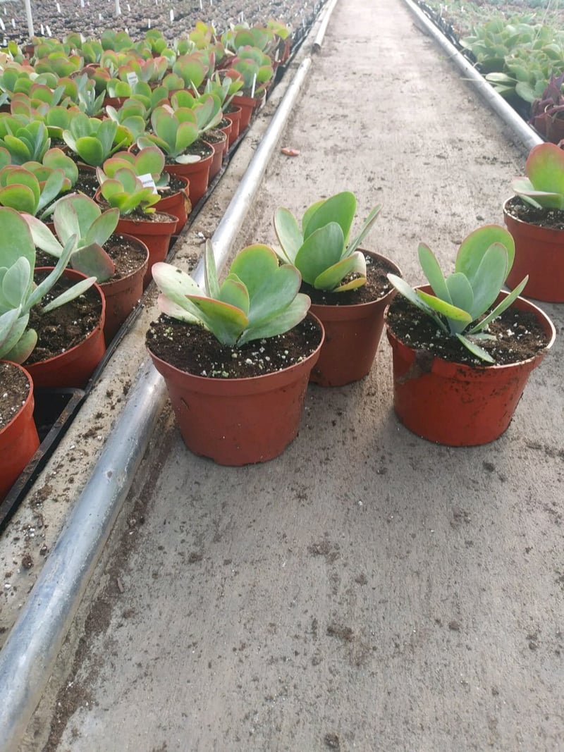 Photo for Kalanchoe luciae (Paddle Plant)