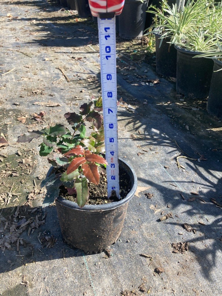 Photo for Mahonia repens (Creeping Mahonia)