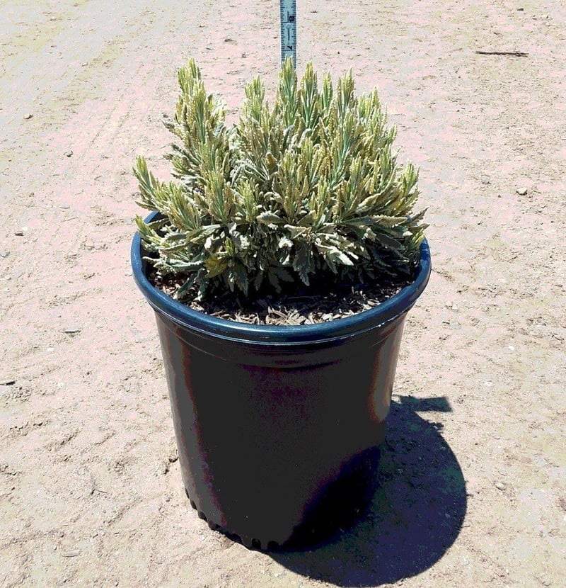Photo for Lavandula allardii ‘Meerlo’  (Meerlo Lavender)