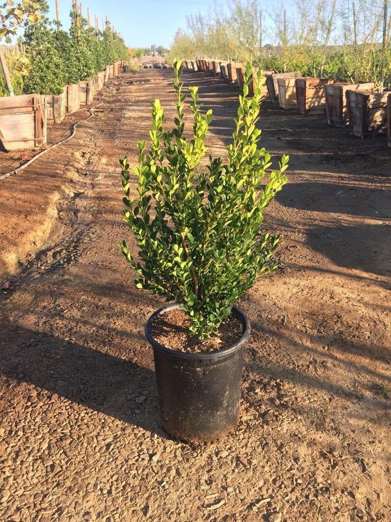 Photo for Buxus microphylla japonica 'Green Beauty' (Japanese Boxwood 'Green Beauty')