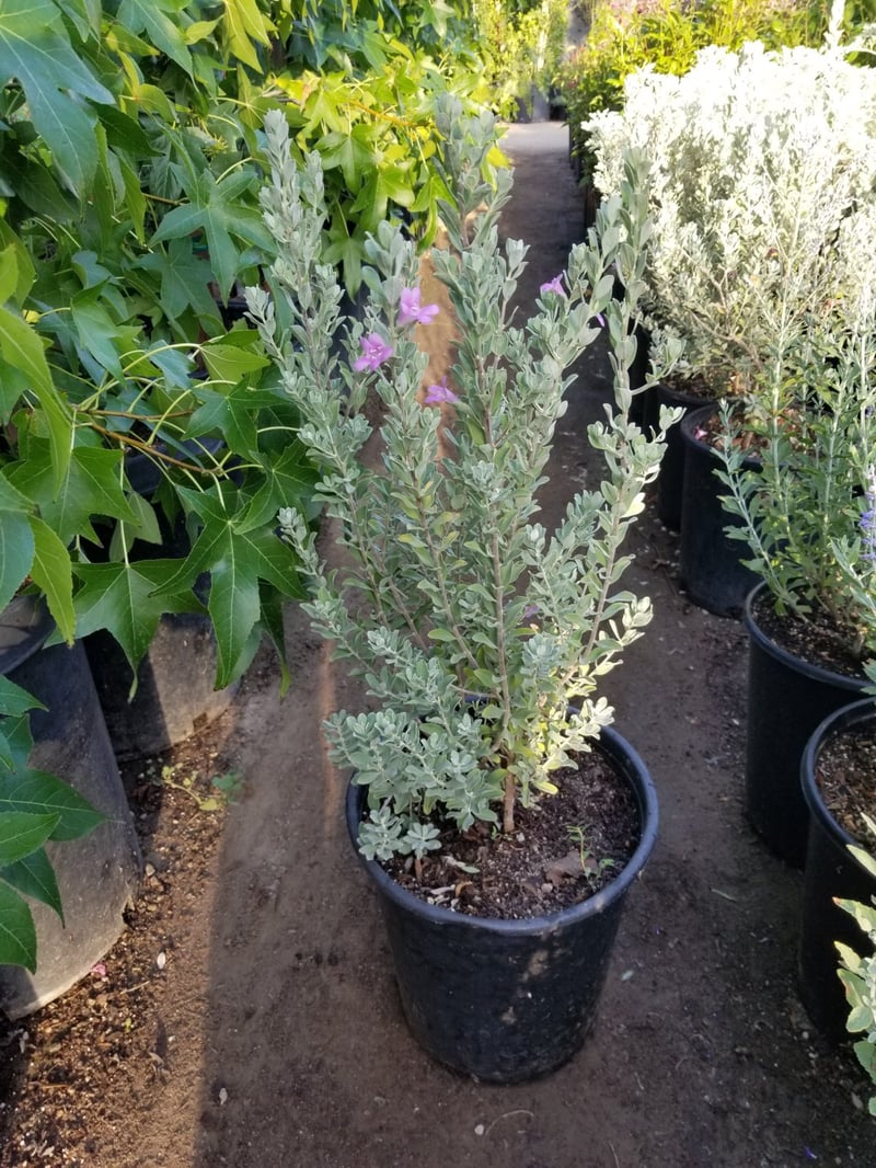 Photo for Leucophyllum frutescens ‘Compacta’ (Compact Texas Ranger)