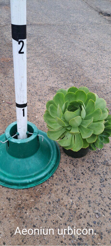 Photo for Aeonium urbicum (Saucer Plant)