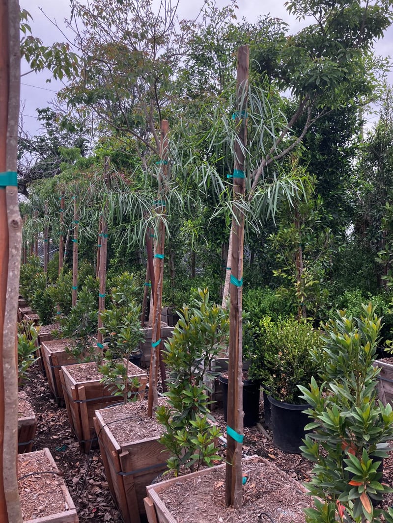 Photo for Geijera parviflora (Standard) (Australian Willow)