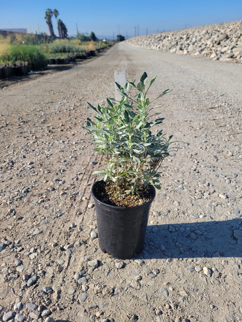 Photo for Salvia 'Celestial Blue' (Celestial Blue Sage)