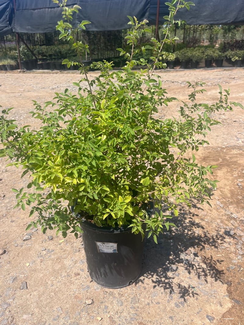 Photo for Rosa californica (California Wild Rose)