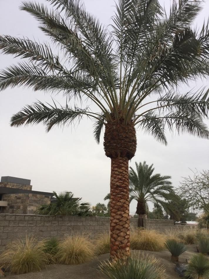 Photo for Phoenix dactylifera (Male Only) (Date Palm)