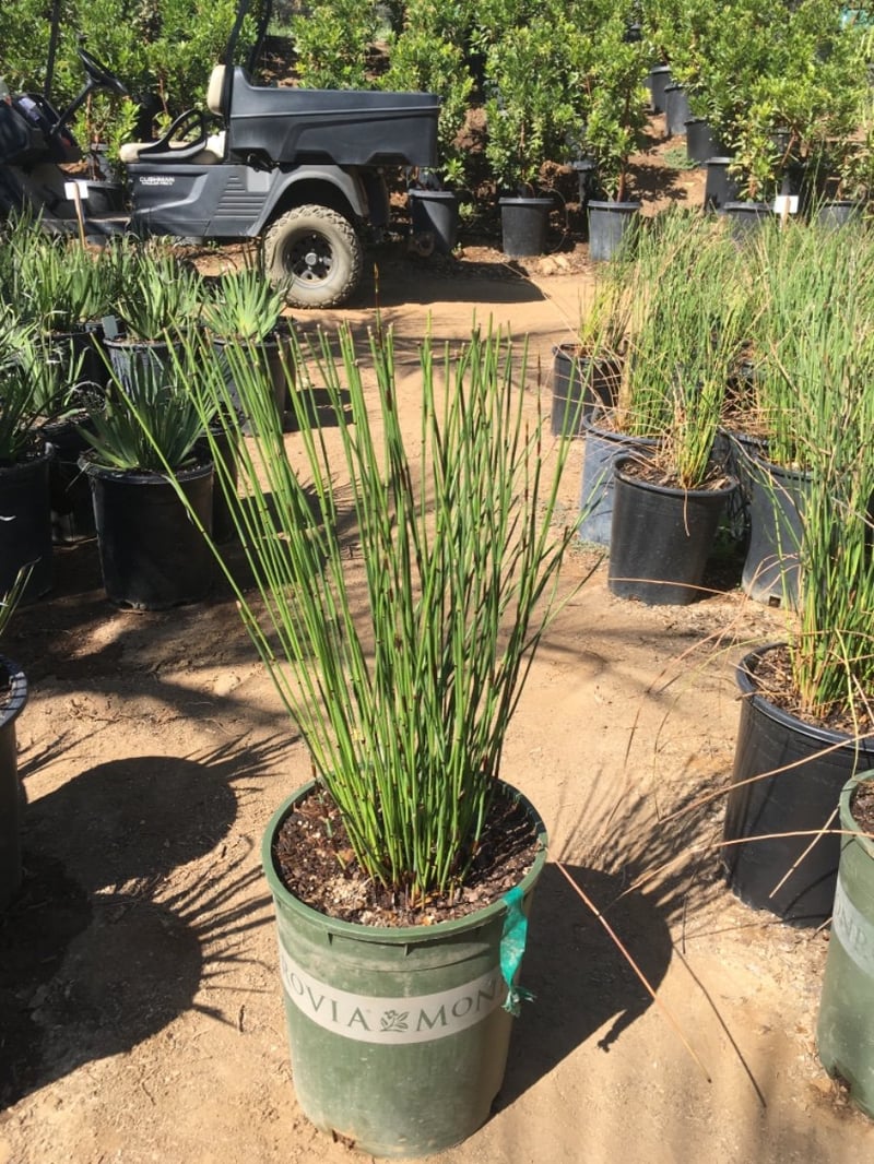 Photo for Chondropetalum tectorum (Small Cape Rush)