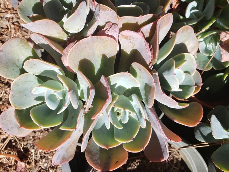 Photo for Echeveria (Mixed) (Assorted Echeveria)