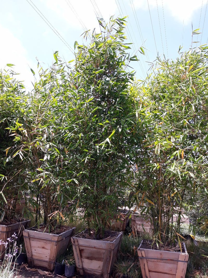 Photo for Bambusa oldhamii (Giant Timber Bamboo)