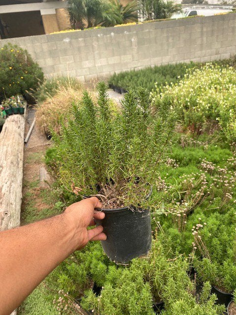 Photo for Santolina virens (Green Lavender Cotton)