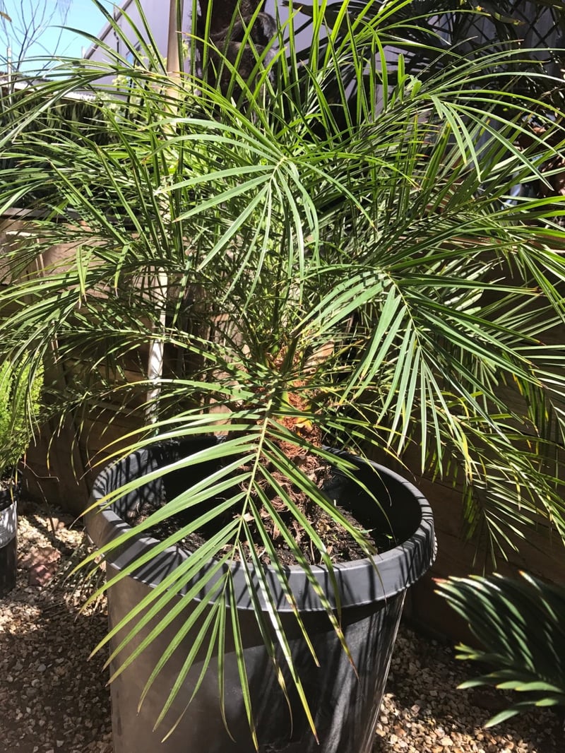 Photo for Phoenix roebelenii (Single Trunk) (Pygmy Date Palm)