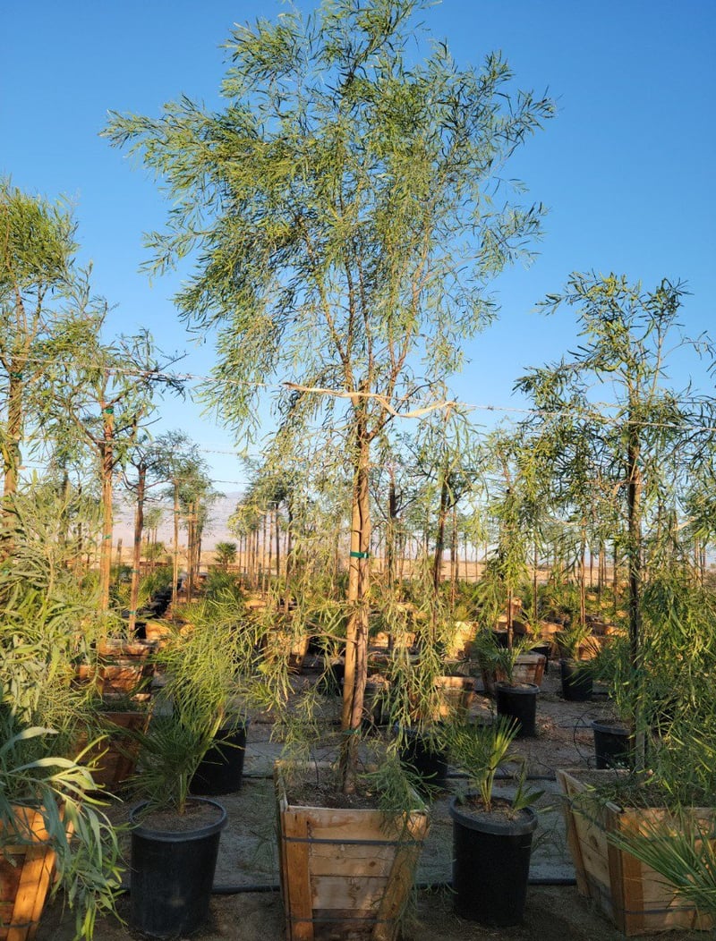 Photo for Acacia salicina (Willow Acacia)