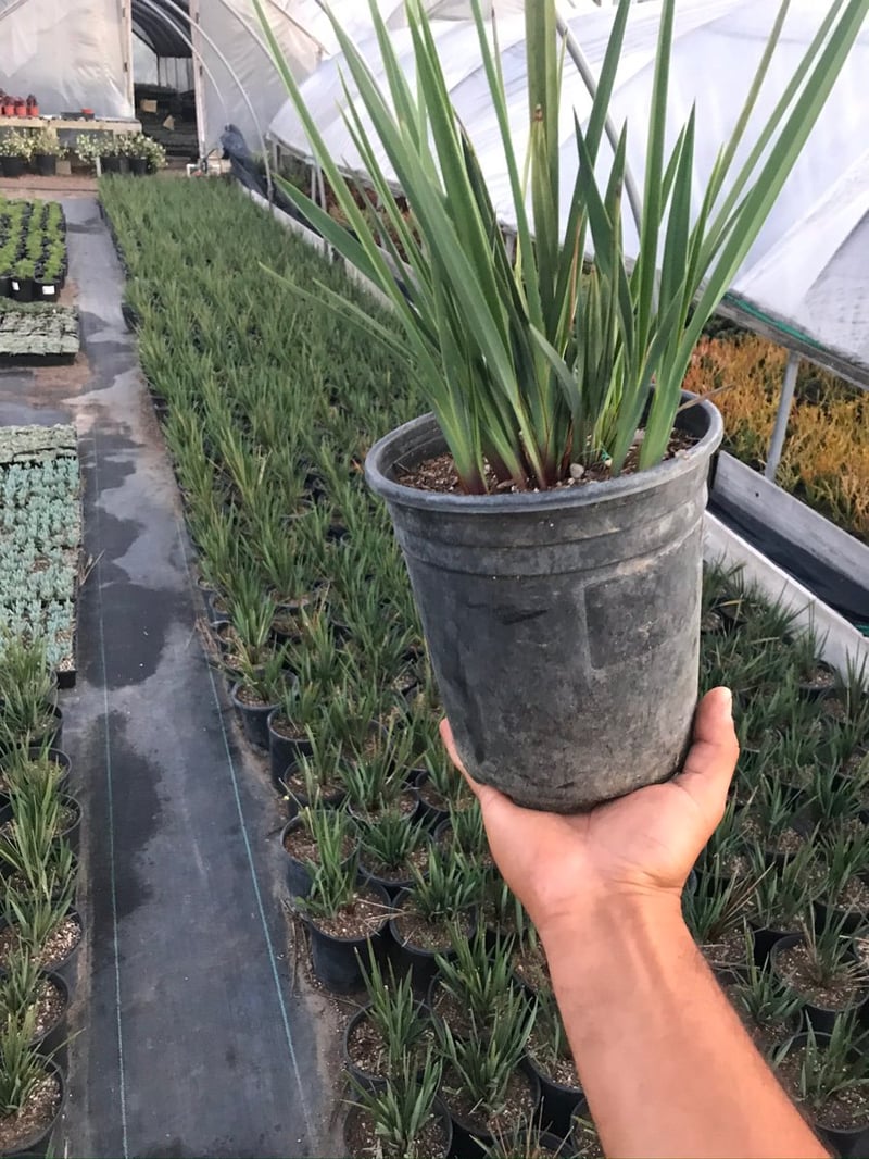 Photo for Dianella revoluta 'Little Rev' (Little Rev Flax Lily)