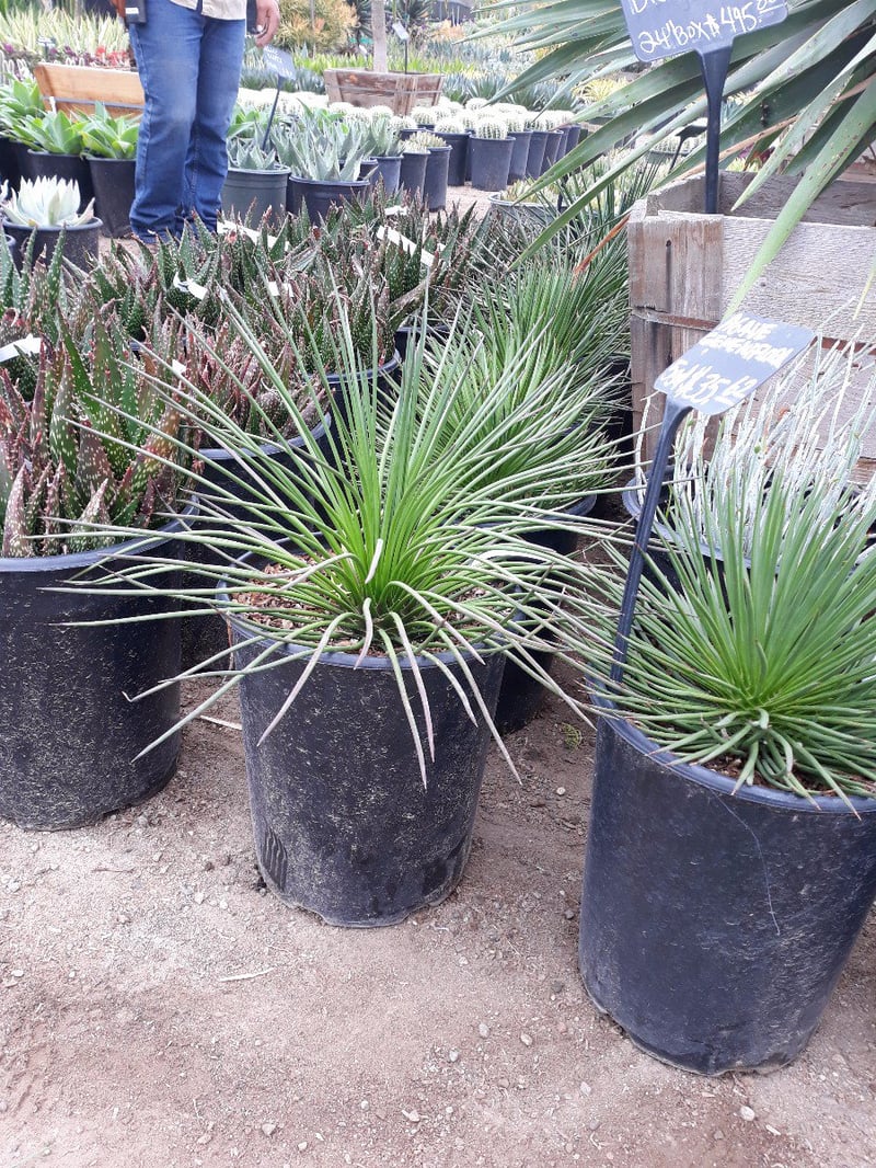 Photo for Agave geminiflora (Twin-flowered Agave)