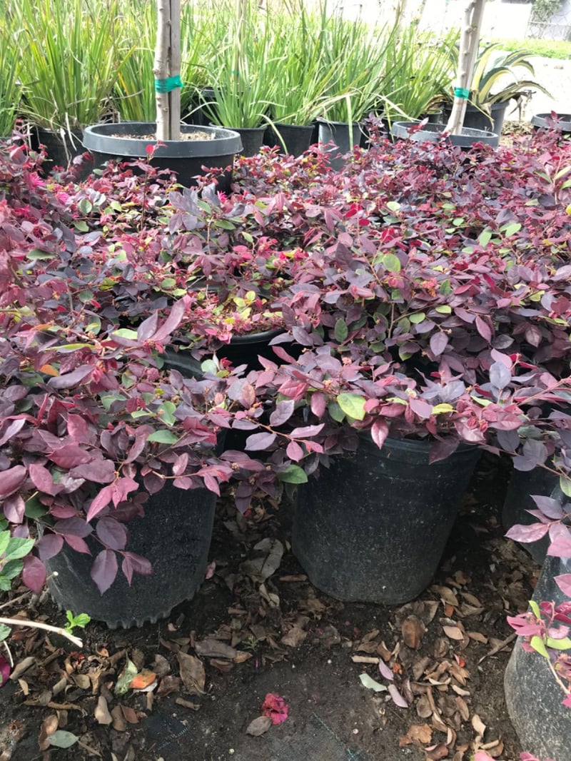 Photo for Loropetalum chinense 'Plum Delight' (Plum Delight Loropetalum)