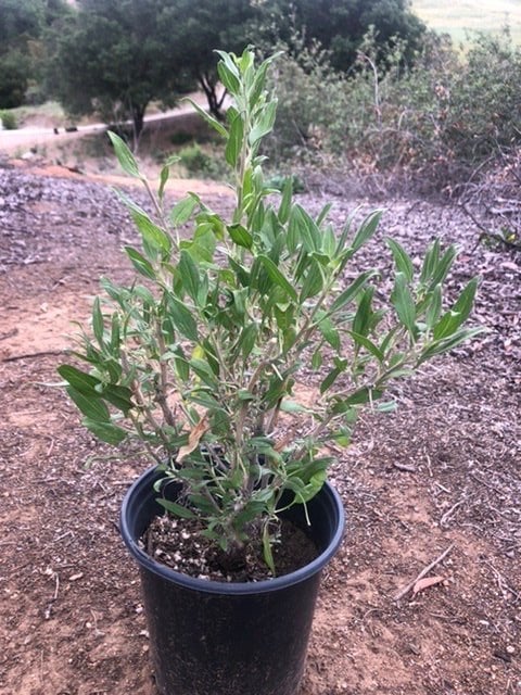 Photo for Encelia californica (Coast Sunflower)
