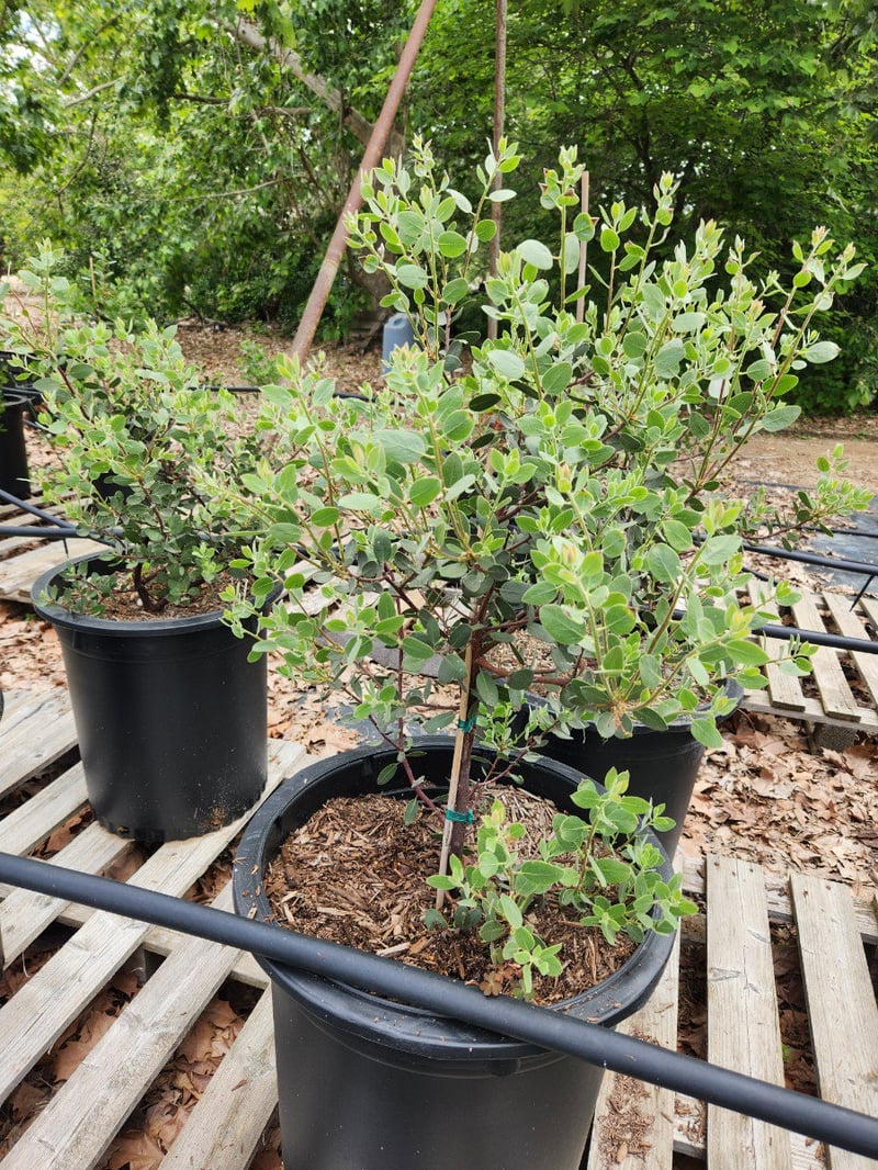 Photo for Arctostaphylos stanfordiana bakeri 'Louis Edmunds' (Louis Edmunds Manzanita)