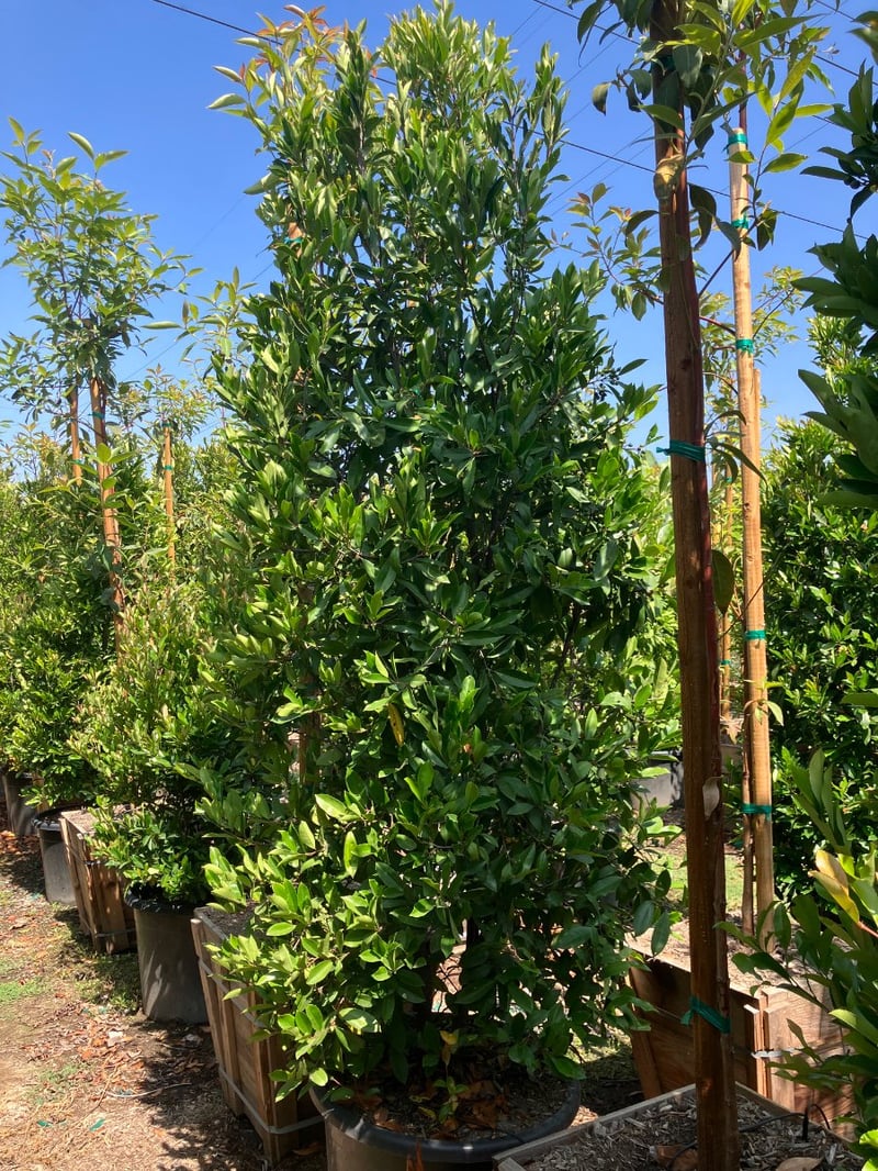 Photo for Prunus caroliniana (Column) (Carolina Cherry Laurel)