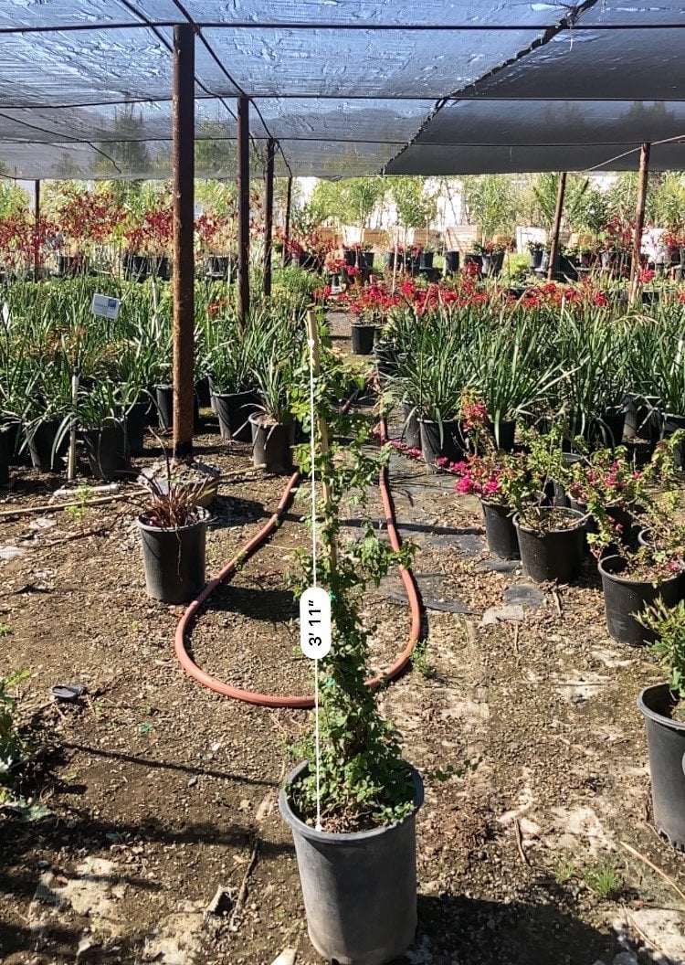 Photo for Ficus pumila (Vine) (Creeping Fig Ficus)