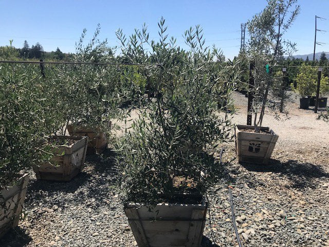Photo for Olea europaea 'Swan Hill' (Swan Hill Olive)