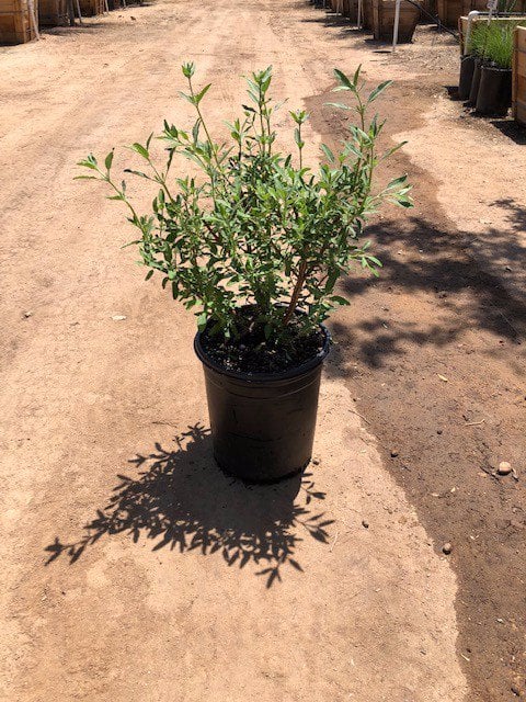 Photo for Salvia clevelandii 'Pozo Blue' (Gray Musk Sage)