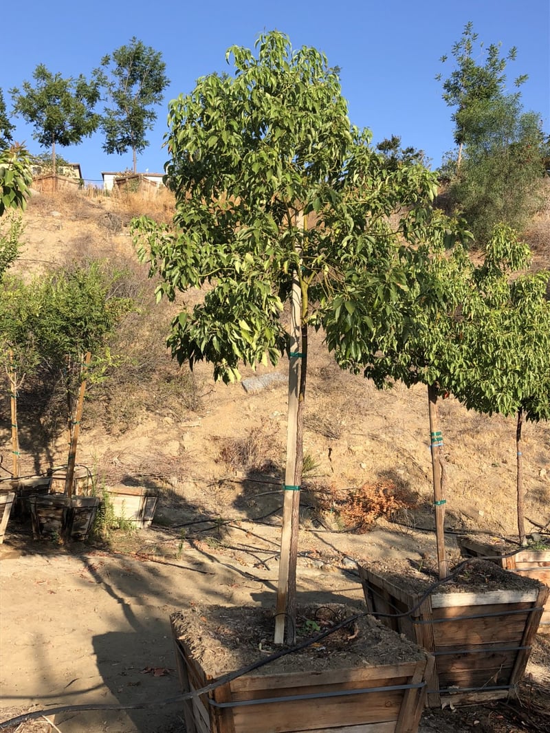 Photo for Cinnamomum camphora (Standard) (Camphor Tree)