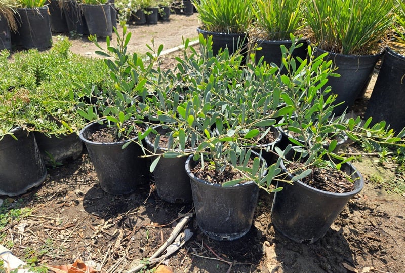 Photo for Acacia redolens 'Low Boy' (Prostrate Acacia)