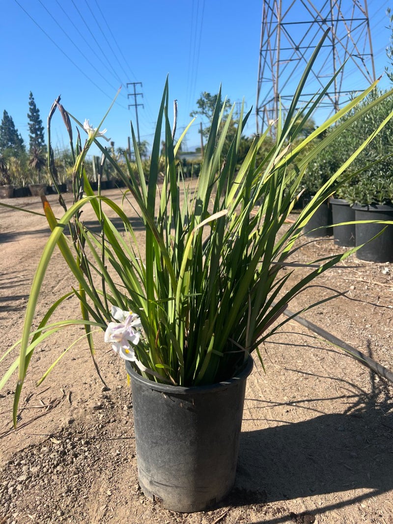 Photo for Dietes grandiflora 'Sunstripe' (Striped Fortnight Lily)