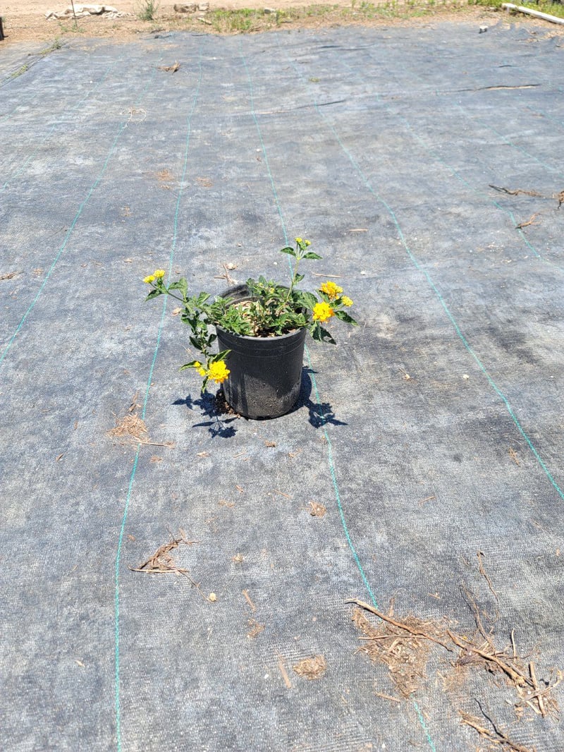 Photo for Lantana camara 'Monol' (Gold Rush Bush Lantana)