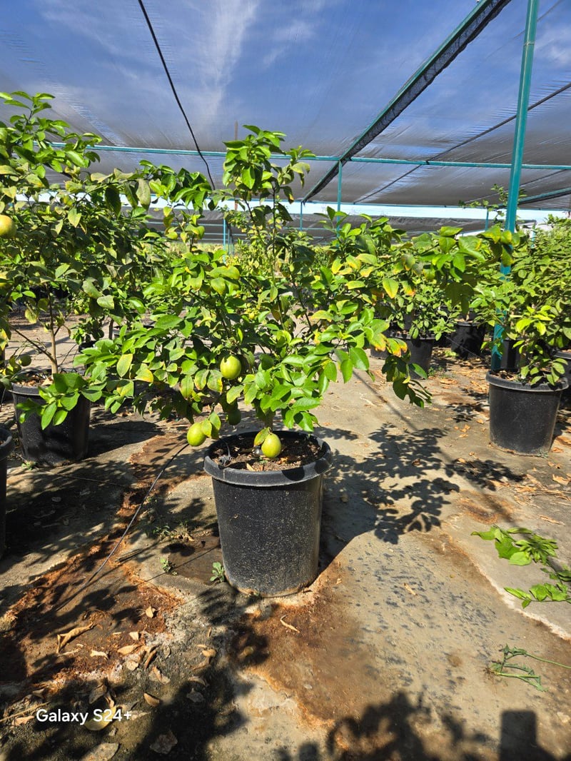 Photo for Citrus x meyeri (Dwarf)  (Meyer Lemon )