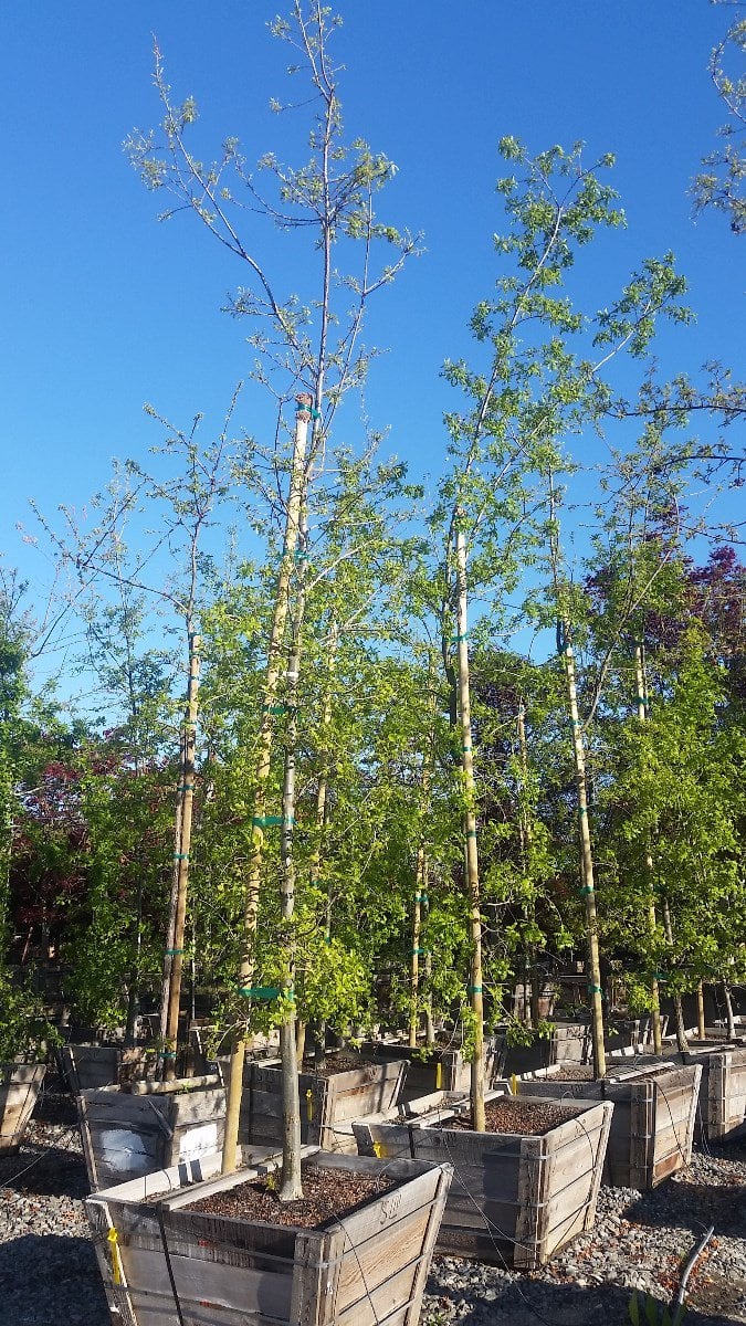 Photo for Quercus lobata (Valley Oak)