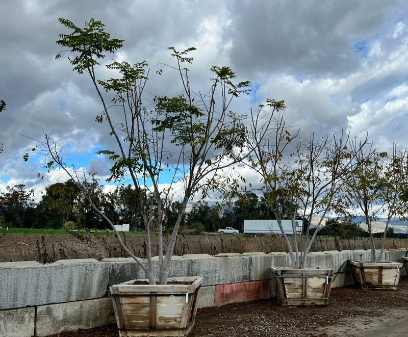 Photo for Koelreuteria bipinnata (Multi) (Chinese Flame Tree)