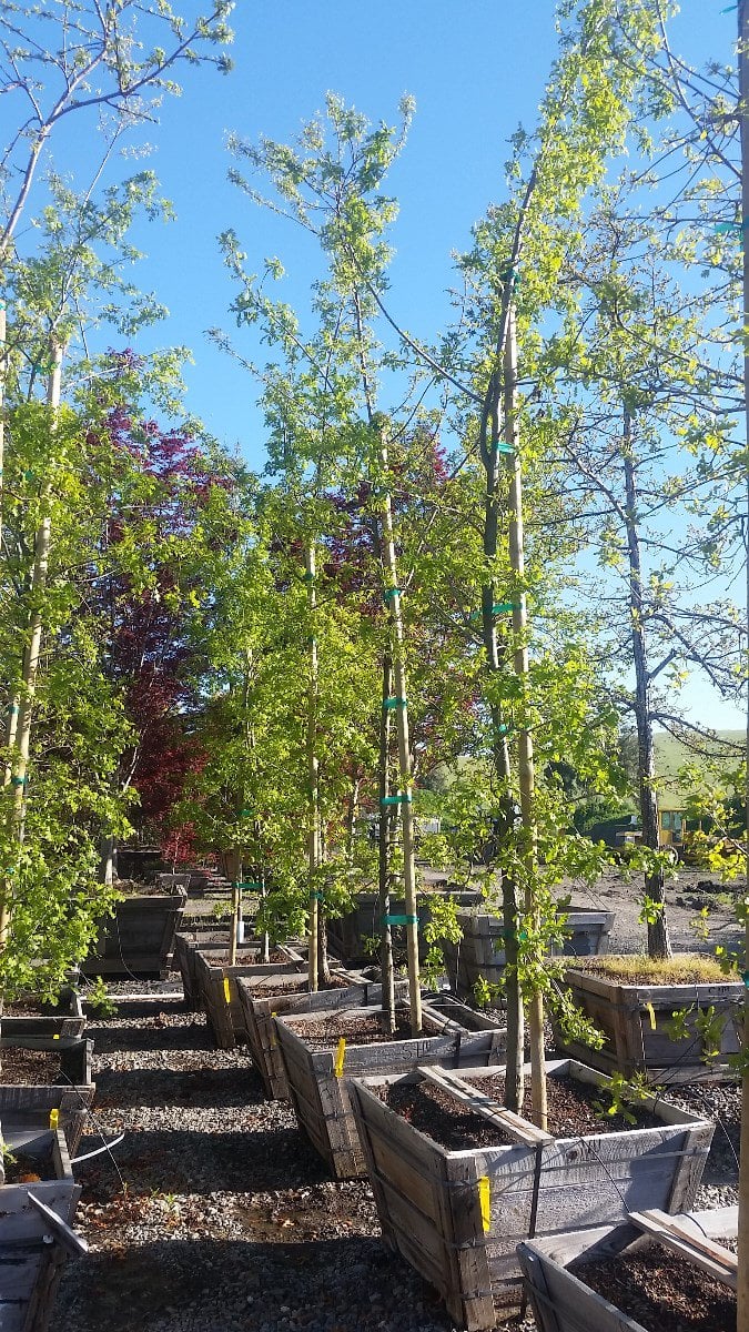 Photo for Quercus lobata (Valley Oak)