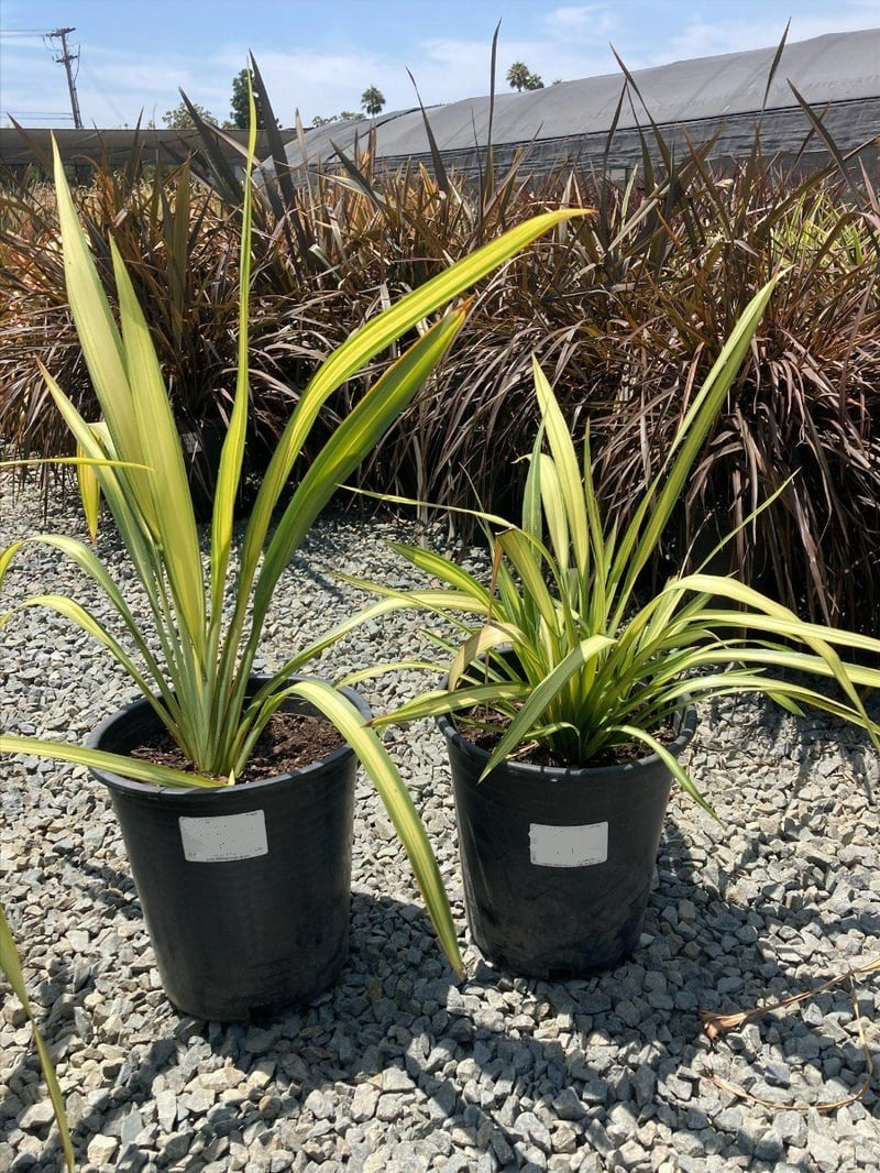 Photo for Phormium x 'Yellow Wave' (Yellow Wave New Zealand Flax)