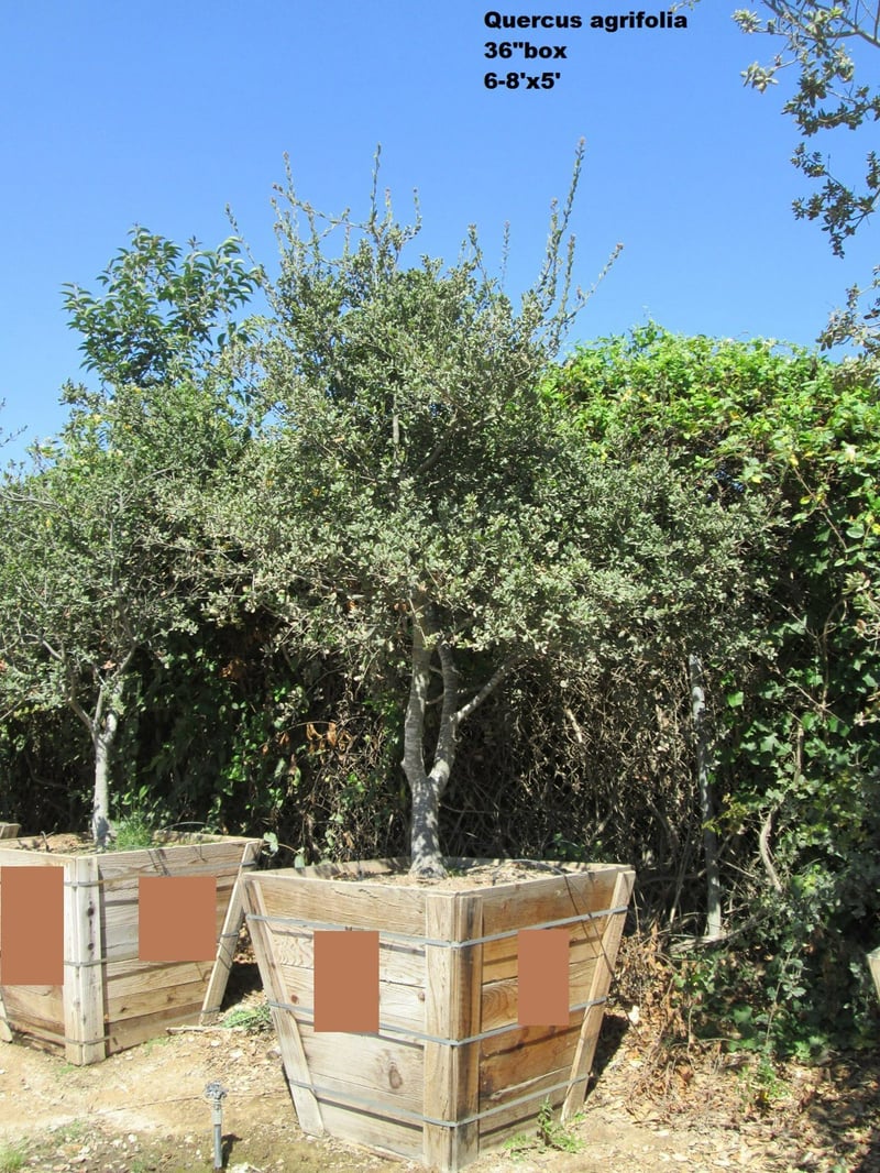 Photo for Quercus agrifolia (California Live Oak)