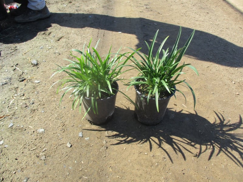 Photo for Agapanthus 'Peter Pan Blue' (Peter Pan Dwarf Lily of the Nile)